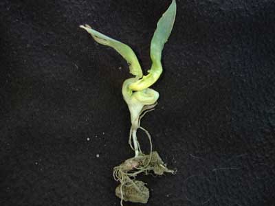 DIAGNOSING EMERGENCE PROBLEMS IN CORN 1